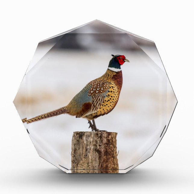 Pheasant Award (Front)