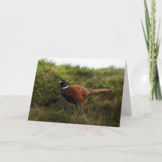 Pheasant Birthday card