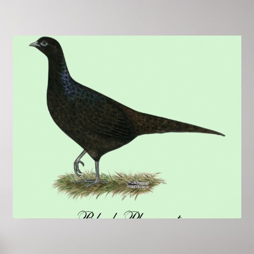 Pheasant Black Hen Poster