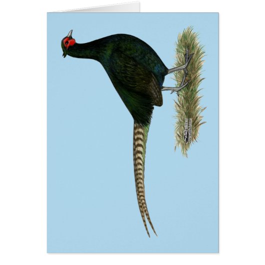 Pheasant Black Rooster Cards (Front)