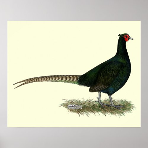 Pheasant Black Rooster Poster