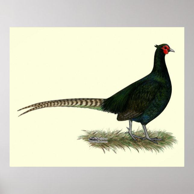 Pheasant Black Rooster Poster (Front)