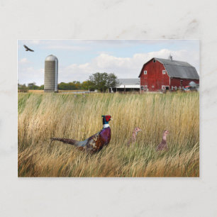 Pheasant Farm Postcard