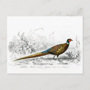 Pheasant for Christmas - Ring Necked Pheasant -  Holiday Postcard