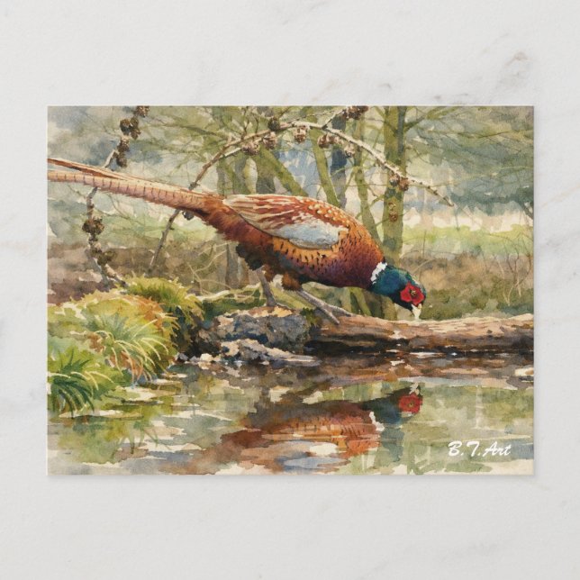 Pheasant  holiday postcard (Front)