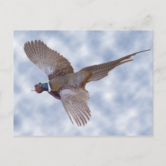 Pheasant In Flight Postcard