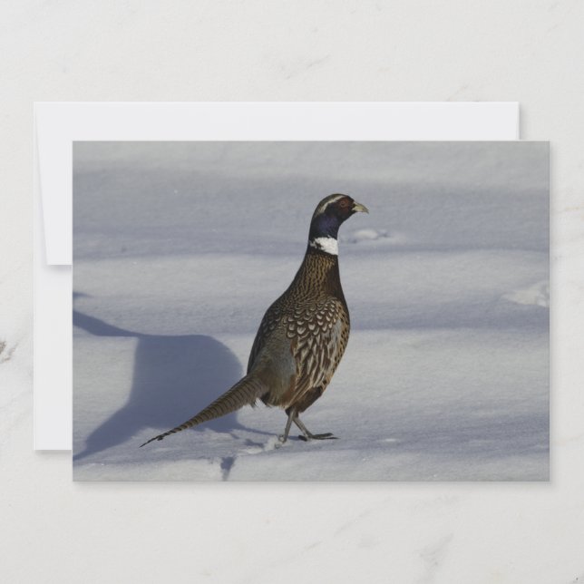 Pheasant In The Snow  - Flat Greeting Card (Front)