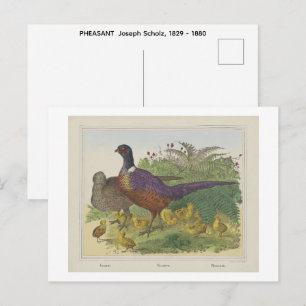 PHEASANT Joseph Scholz, 1829 - 1880 Postcard