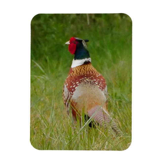 Pheasant Magnet  (Vertical)