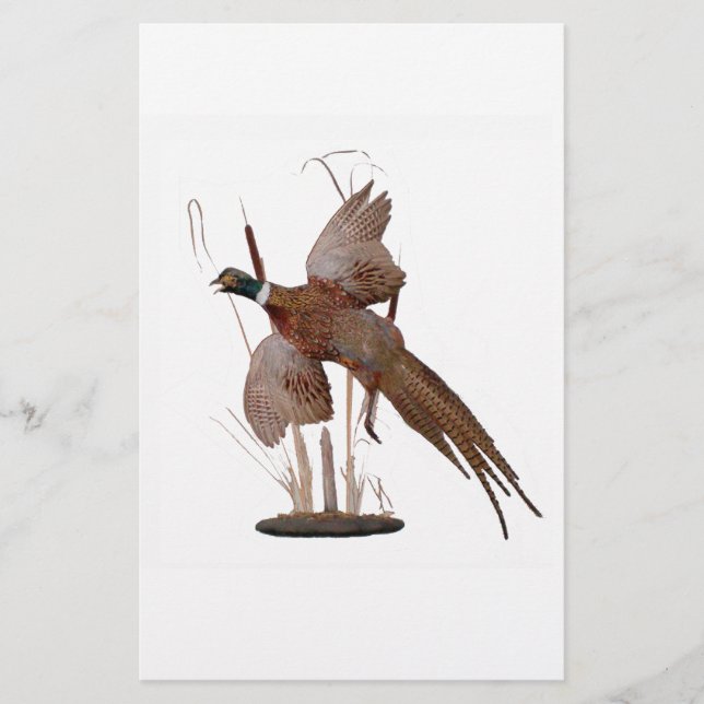 Pheasant Mount (Front)