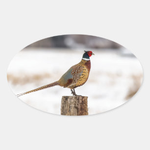 Pheasant Oval Sticker