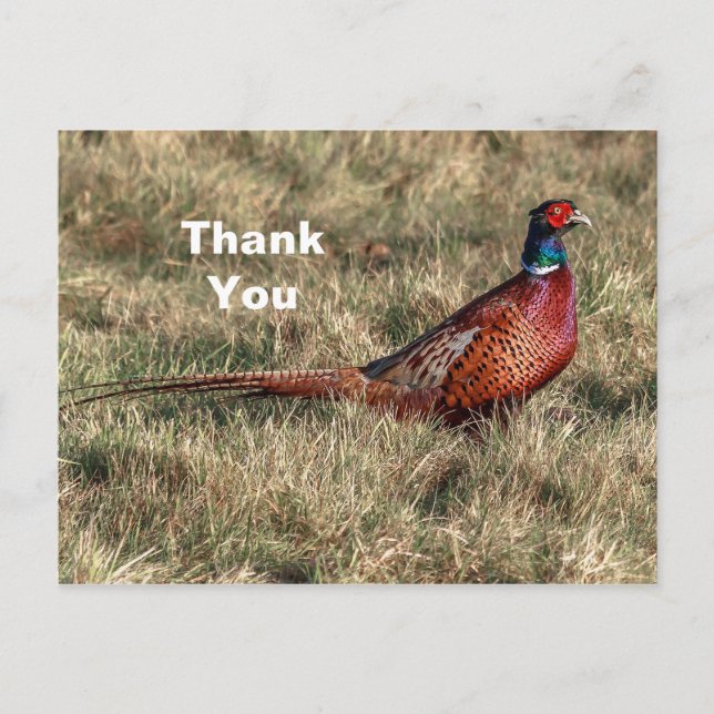 Pheasant Photo Thank You Postcard (Front)