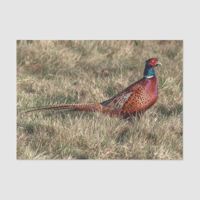 Pheasant Photo Tissue Paper (Front)