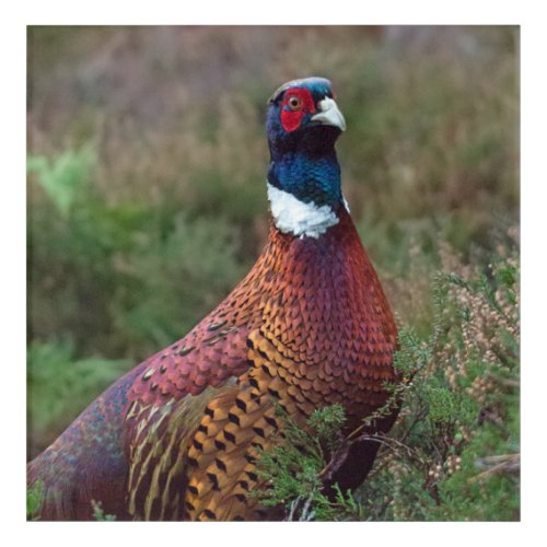 Pheasant Picture Acrylic Print