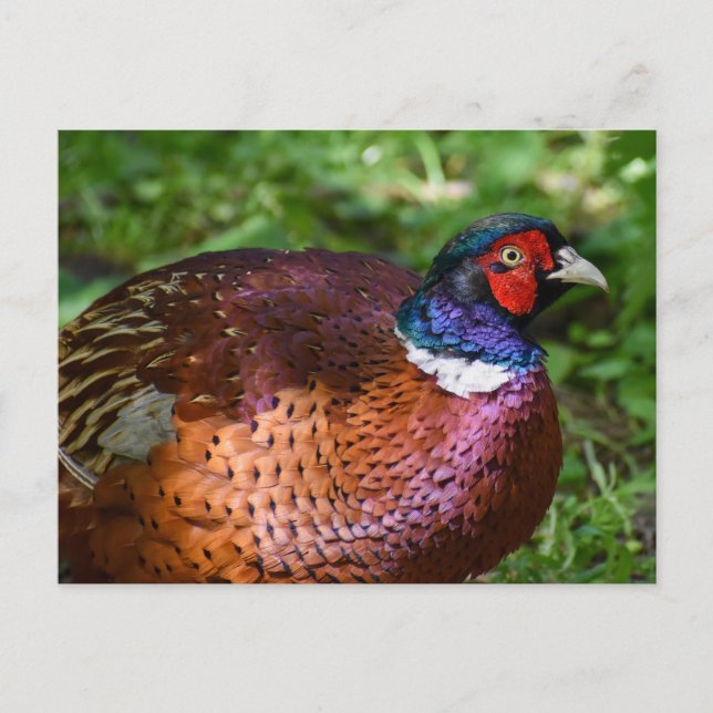 Pheasant  postcard (Front)