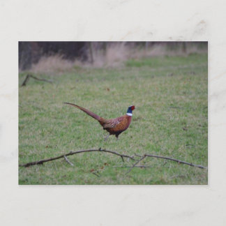 Pheasant Postcard