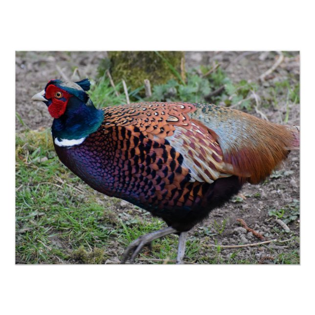 Pheasant  poster (Front)