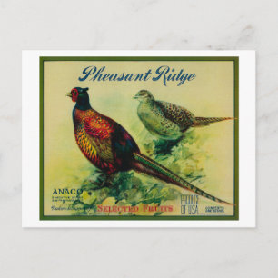 Pheasant Ridge Apple Crate Label Postcard