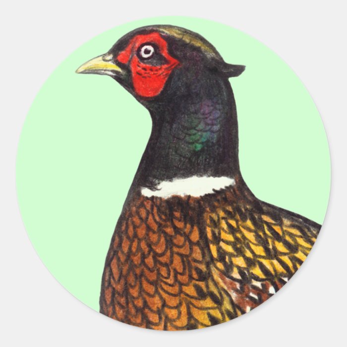 Pheasant  Ringneck Head Sticker