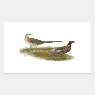 Pheasant: Ringneck Pair Rectangular Sticker