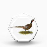 Pheasant Rooster Award<br><div class="desc">Chinese Ringneck Pheasants have been introduced as game birds in many areas.  They are beautiful and alert fowl.</div>