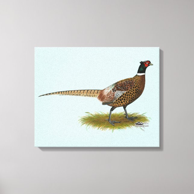 Pheasant Rooster Canvas Print (Front)