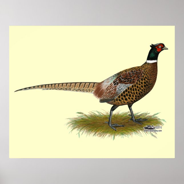 Pheasant Rooster Poster (Front)