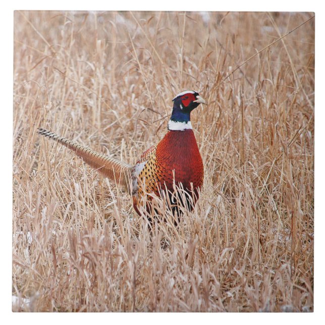 Pheasant Tile Large 6" x 6" (Front)