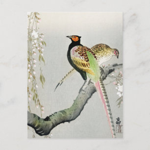 Pheasants and cherry blossom ++ Ohara Koson - Postcard