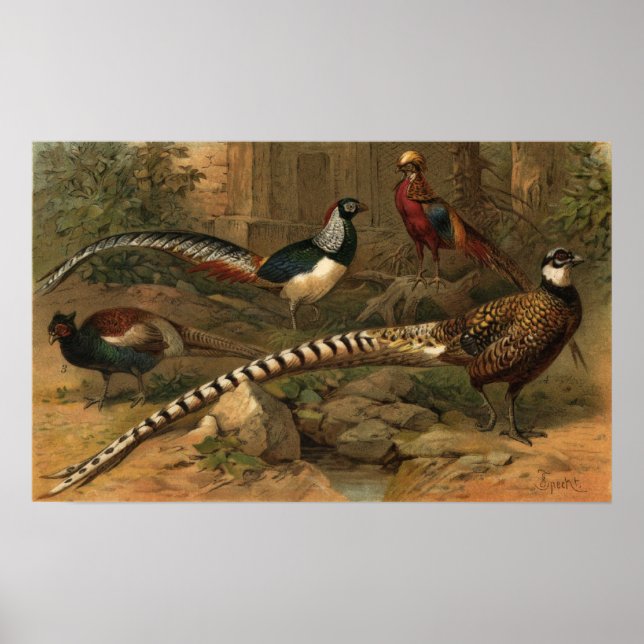Pheasants Poster (Front)