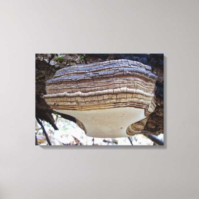 Phellinus igniarius Mushroom Canvas Print (Front)