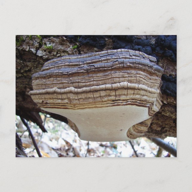 Phellinus igniarius Mushroom Postcard (Front)