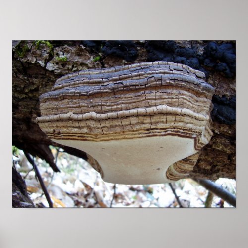 Phellinus igniarius Mushroom Poster