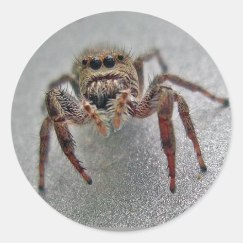 Phiddipus Jumping Spider Series Matching Items Classic Round Sticker