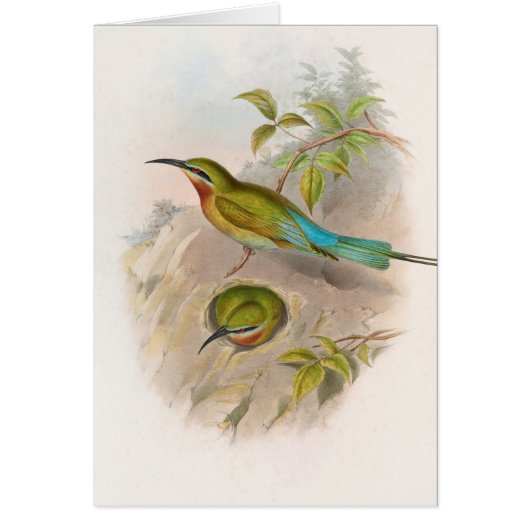 Philippine Bee-eater (1850-1883)  Cards (Front)