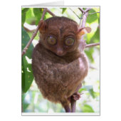 Philippine Tarsier (Front)