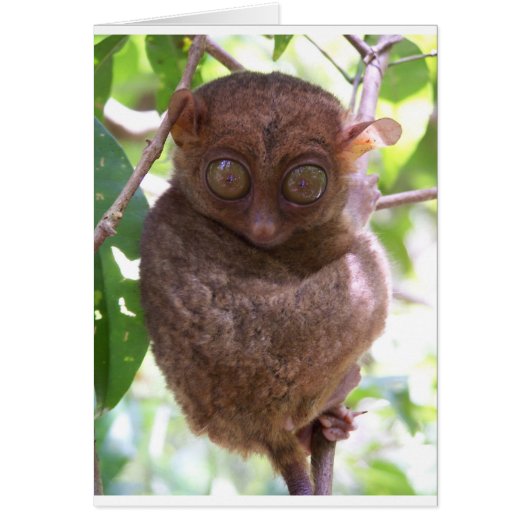 Philippine Tarsier Cards (Front)