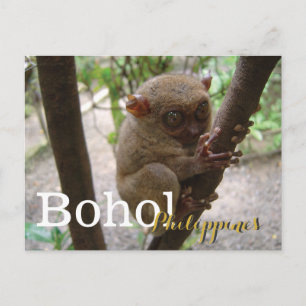 Philippine Tarsier from Bohol Postcard