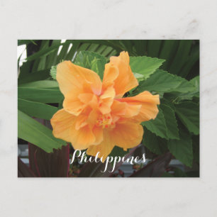 Philippines Yellow Hibiscus Gumamela Postcard