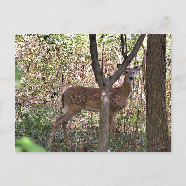 Philly Whitetail Fawn Postcard (Front)