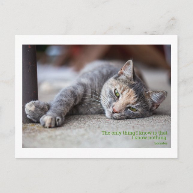 philosophical quote cat postcard (Front)