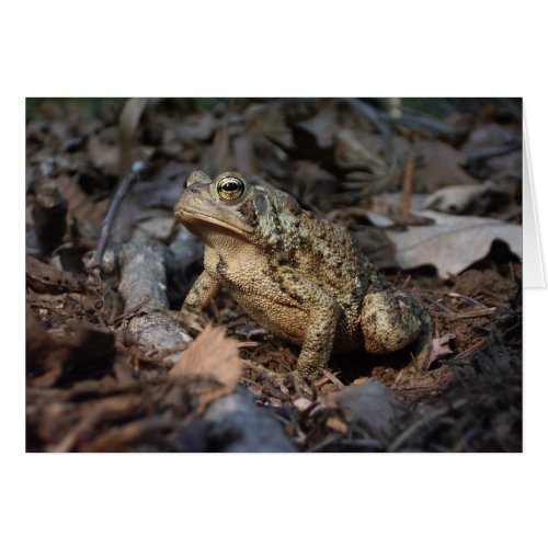 Philosophical toad frog greeting card