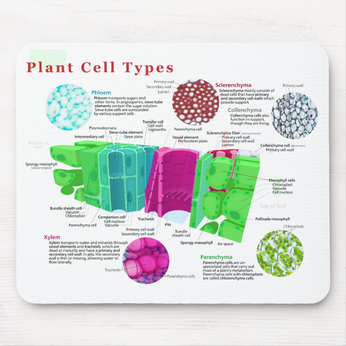 Phloem Xylem Sclerenchyma Collenchyma Leaf Mouse Pad