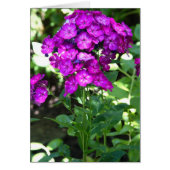 Phlox (Front)