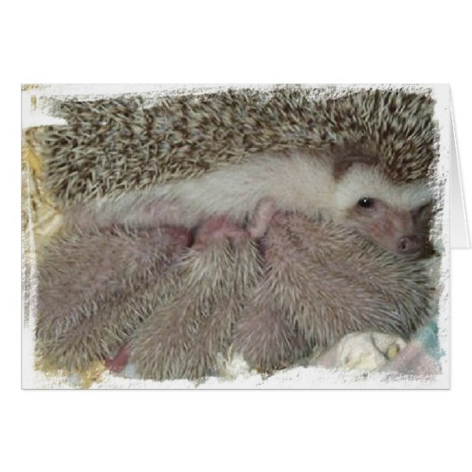 Phlox and Babies Cards (Front Horizontal)