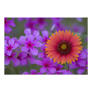 Phlox and Indian Blanket near Devine Texas Photo Print