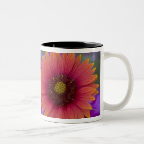 Phlox and Indian Blanket near Devine Texas Two_Tone Coffee Mug