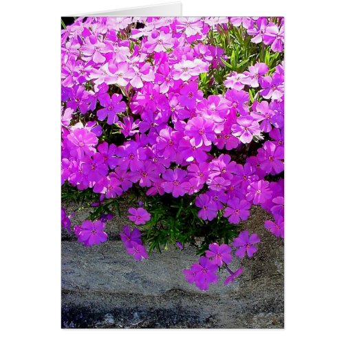 Phlox _ blank floral card