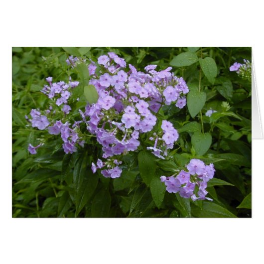 Phlox blossoms card (Front Horizontal)