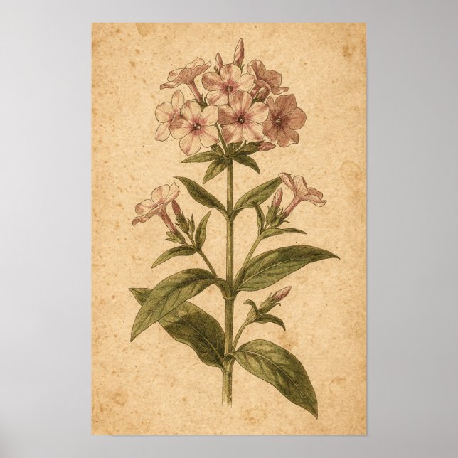 Phlox Botanical Print (Front)
